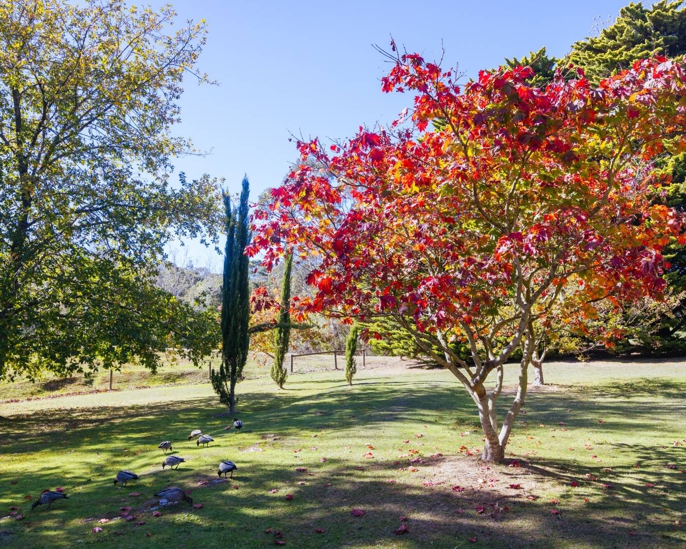 Mornington Peninsula