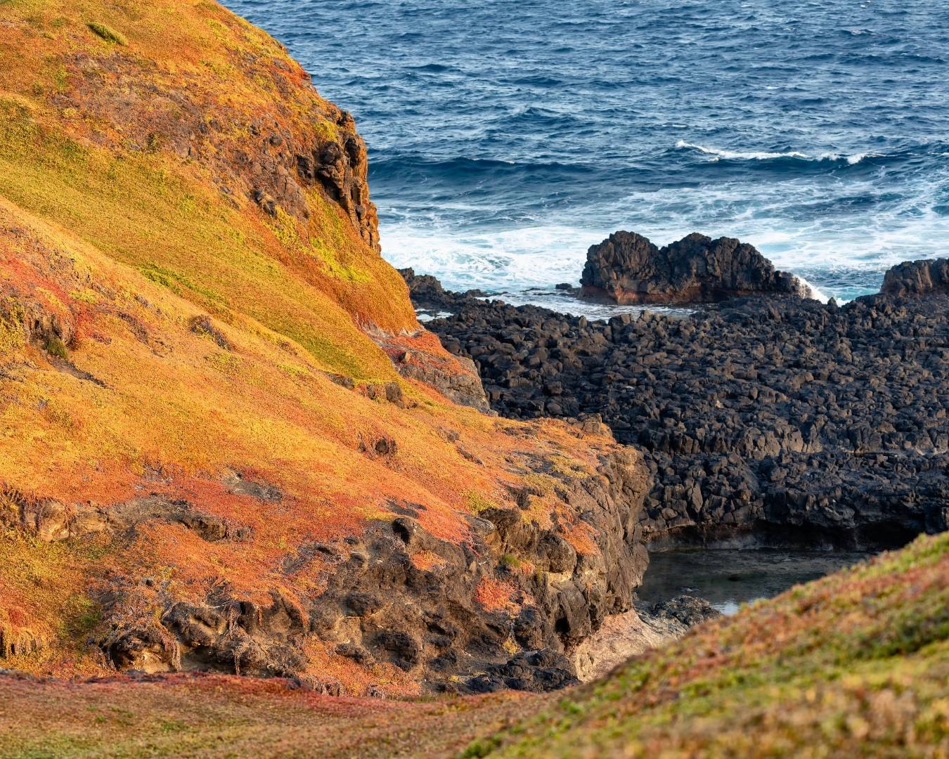 Phillip Island Penguin Tour
