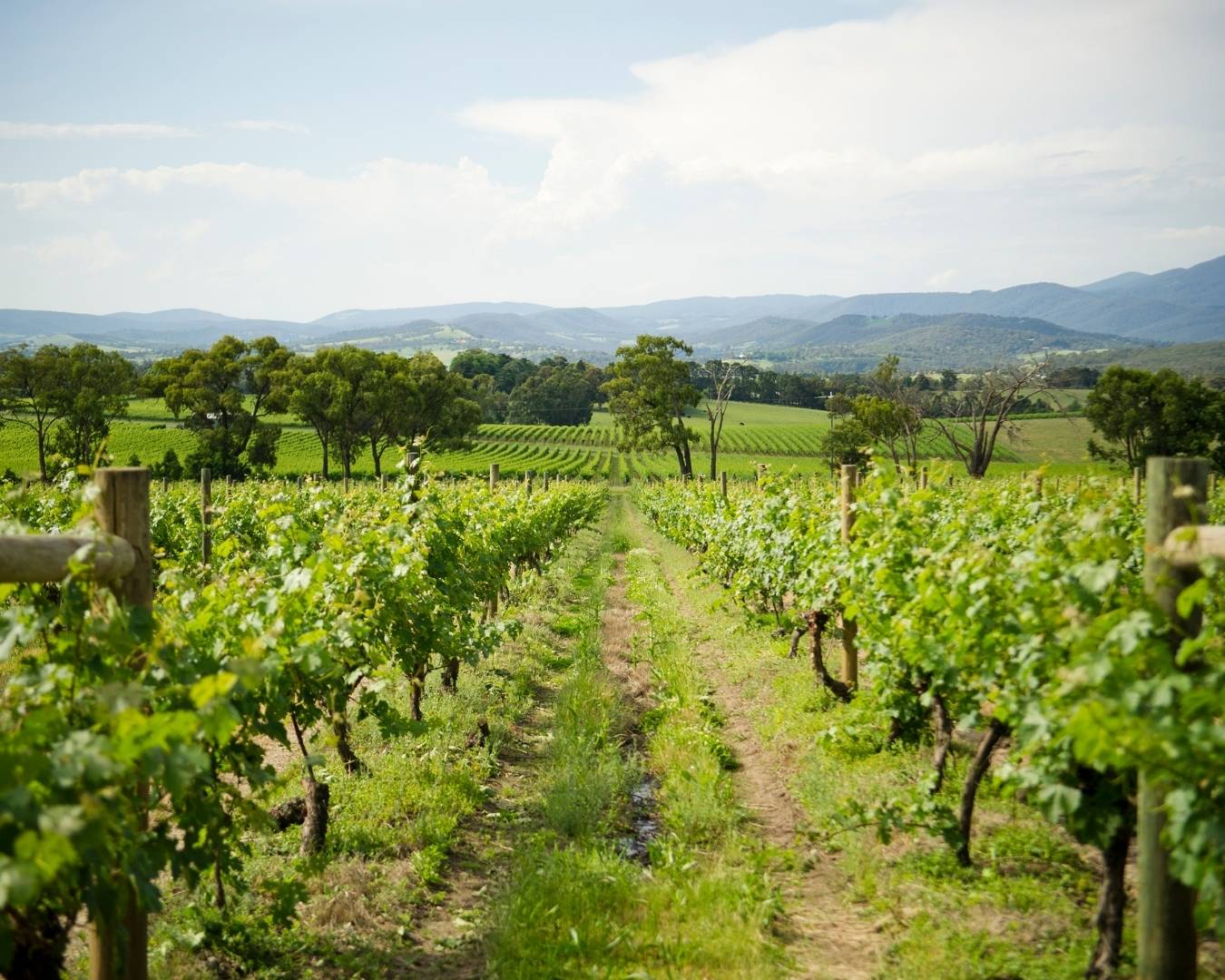 Yarra Valley Winery Tour