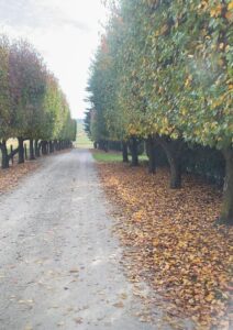 Wedding transport for a country venue with relaxed group travel