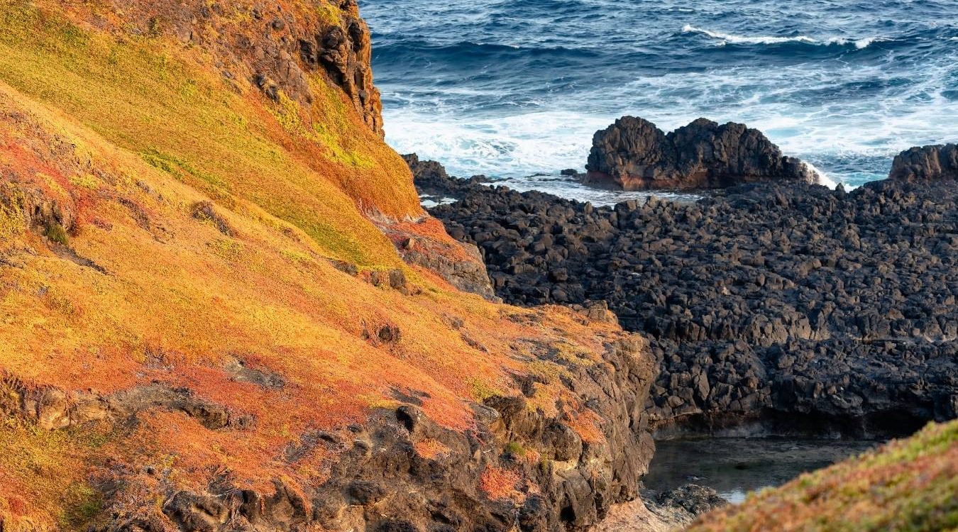 Phillip Island Penguin Tour
