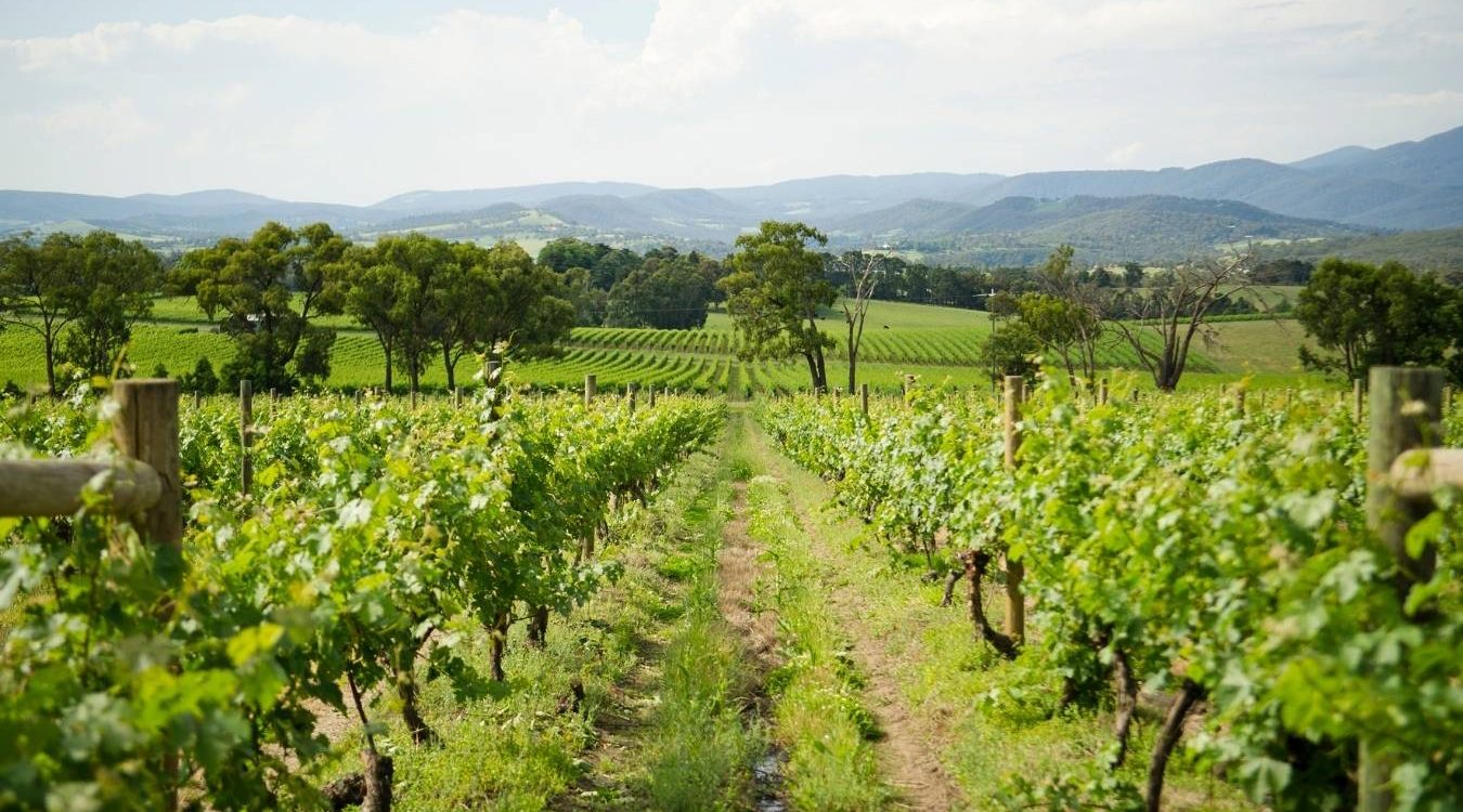 Yarra Valley Winery Tour